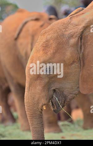Seitenansicht und Nahaufnahme eines verwaisten afrikanischen Elefanten, der Gras isst, im Waisenhaus des Sheldrick Wildlife Trust, Nairobi Nursery Unit, Kenia Stockfoto