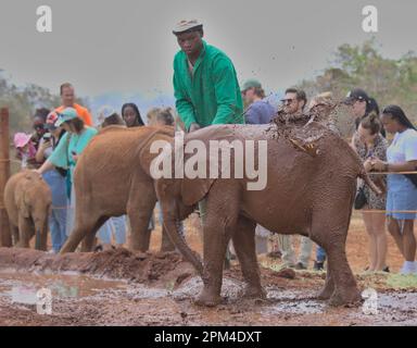 NAIROBI, KENIA - März 20 2023: Ein Baby-Elefant genießt sein Schlammbad vom Hüter des Sheldrick Wildlife Trust Waisenhauses, Nairobi Nursery Unit Stockfoto