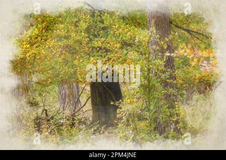 Ein digitales Aquarellgemälde mit goldenen Herbstbäumen und Blattfarben im Birches Valley, Cannock Chase, Staffordshire, Großbritannien. Stockfoto