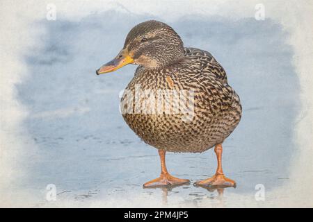 Eine weibliche Stockente, digitales Aquarellgemälde, anas platyrhynchos, mit einer Nahaufnahme auf einem gefrorenen Teich im britischen Winter. Stockfoto