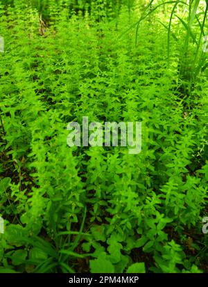 Die wilde Pflanze Cruciata glabra wächst im Frühling im Wald Stockfoto