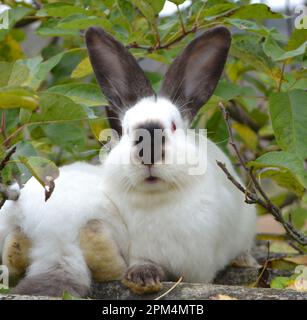 Ein erwachsenes Kaninchen der kalifornischen Rasse Stockfoto