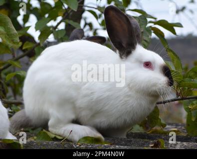 Ein erwachsenes Kaninchen der kalifornischen Rasse Stockfoto