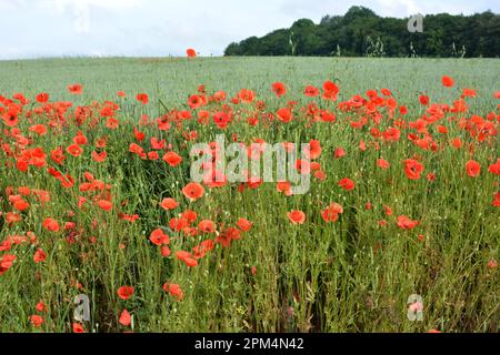 Wilder Mohn, der wie ein Unkraut auf einem Ackerfeld wächst Stockfoto