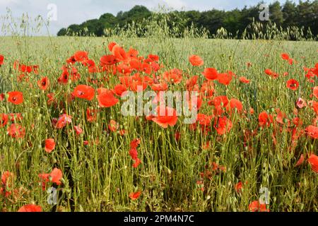 Wilder Mohn, der wie ein Unkraut auf einem Ackerfeld wächst Stockfoto