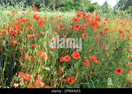 Wilder Mohn, der wie ein Unkraut auf einem Ackerfeld wächst Stockfoto