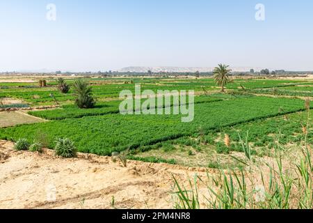 Eine Farm, die von der natürlichen Quelle der Bahariya Oase in der Wüste Ägyptens profitiert Stockfoto