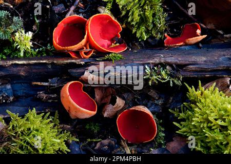 Sarcoscypha austriaca, österreichischer Becher, Pilze, Tschechische Republik Stockfoto