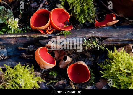 Sarcoscypha austriaca, österreichischer Becher, Pilze, Tschechische Republik Stockfoto