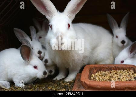 Weibliches Kaninchen der kalifornischen Rasse und seine Brut Stockfoto