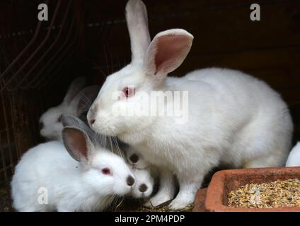 Weibliches Kaninchen der kalifornischen Rasse und seine Brut Stockfoto