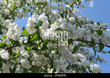 im Frühsommer blüht deutzia in der Natur Stockfoto