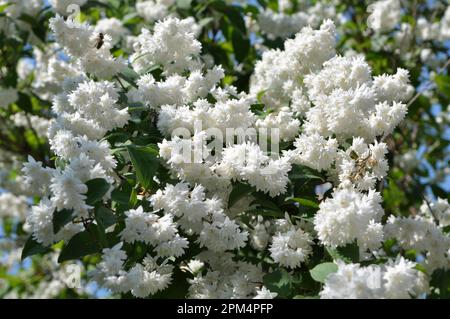 im Frühsommer blüht deutzia in der Natur Stockfoto