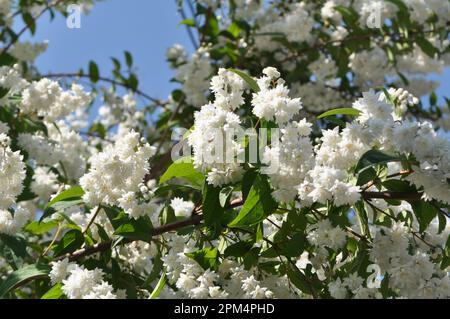 im Frühsommer blüht deutzia in der Natur Stockfoto