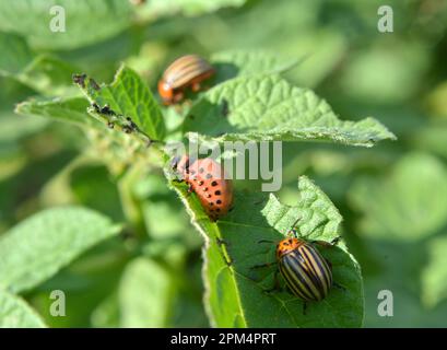 Larven des Colorado-Kartoffelkäfers am Busch der Kartoffel Stockfoto