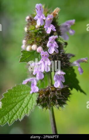 Die Wildpflanze BallotaNigra wächst in der Natur Stockfoto