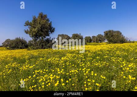 Johannisbrotbäume auf blühenden Frühlingswiesen bei Kormacit. Kormakitis, Zypern Stockfoto