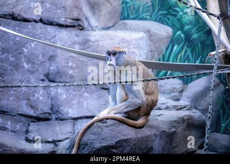 Patas-Affe auf einem großen Felsen im Como Park Zoo and Conservatory in St. Paul, Minnesota, USA. Stockfoto