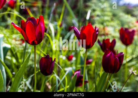 Nur in den Monaten März und April und nur in Zypern blühen diese Tulpen (Tulipa cypria). Diorios, Zypern. Die rote Tulpe ist eine endemische Sorte. Es wächst nur in einigen Gegenden Zyperns, wie hier bei Kormakitis/Korucam im Norden Zyperns. Blütezeit ist Mitte März Stockfoto