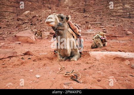 Kamele, die sich auf rotem Sand in Petra ausruhen und auf Touristen warten, um zu reiten Stockfoto