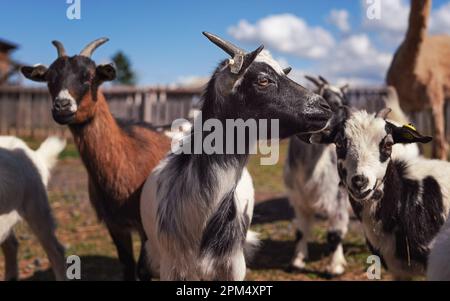 Gruppe kleiner weißer und schwarzer amerikanischer Zwerg (Kamerun-Ziege), Nahaufnahme auf dem Kopf mit Hörnern, verschwommener Farm mit mehr Tieren im Hintergrund Stockfoto