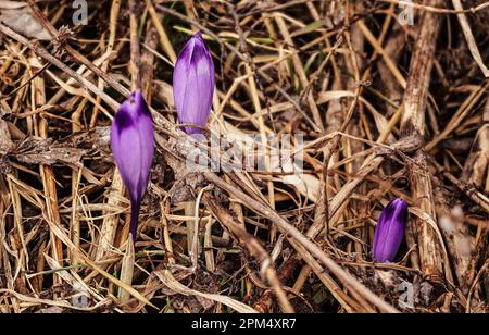 Wilde violette Iris (Crocus heuffelianus), Blüten, die im Schatten wachsen, Köpfe noch nicht geöffnet, trockenes Gras und Blätter, nur Fotos mit geringer Tiefenschärfe Stockfoto