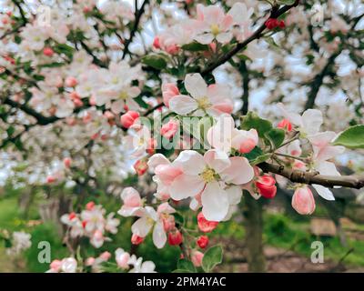Blühender Apfelbaum im Frühlingsgarten. Frühlingsatmosphäre. Nahaufnahme weißer, rosa Blumen auf Baumzweigen. Frühlingsblütenbaum in blühenden Früchten Stockfoto