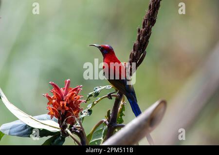 Mrs. Gilds Sonnenvogel (Aethopyga gouldiae) wurde in Latpanchar in Westbengalen, Indien, beobachtet Stockfoto