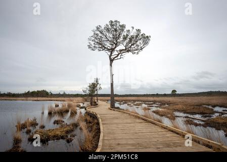 Holzsteg, der Dragonfly Trail durch Thursley Common in Surrey, Großbritannien. Stockfoto