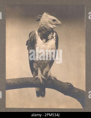 Klassisches Schwarz-Weiß-Foto einer Harpyja, hoch oben auf einem Ast, c.. 1899 Stockfoto