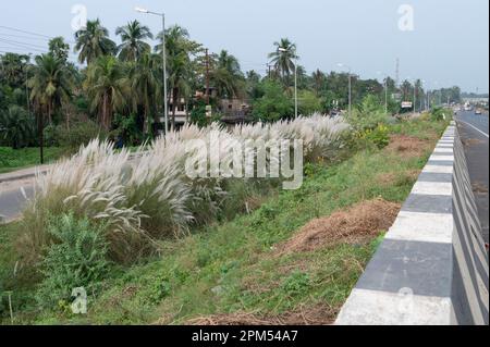 Howrah, Westbengalen, Indien - 26.10.2020 : Kaash ful, Saccharum spontaneum ist eine saisonale Blume, die im Herbst während des Durga Puja Festivals blüht. Stockfoto