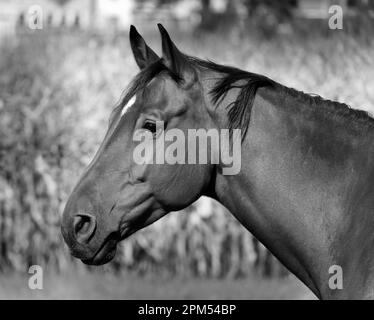 Pferdekopf im Seitenprofil schwarz-weiß schwarz vor der natürlichen Landschaft fotografiert. Tagsüber ohne Menschen. Porträt Stockfoto