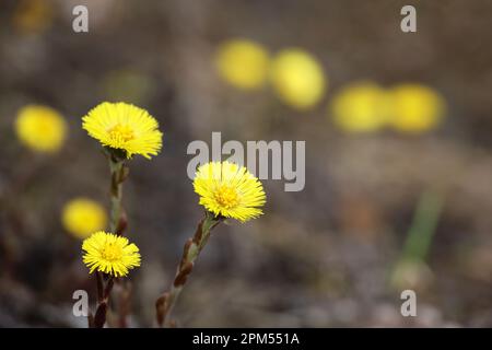 Coltsfoot Blume im Frühlingswald, selektiver Fokus auf Mutter und Stiefmutter erste Blüten. Blühende Tussilago farfara im april Stockfoto