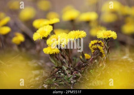 Coltsfoot Blume im Frühlingswald, selektiver Fokus auf Mutter und Stiefmutter erste Blüten. Blühende Tussilago farfara im april Stockfoto