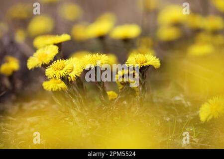 Coltsfoot Blume im Frühlingswald, selektiver Fokus auf Mutter und Stiefmutter erste Blüten. Blühende Tussilago farfara im april Stockfoto