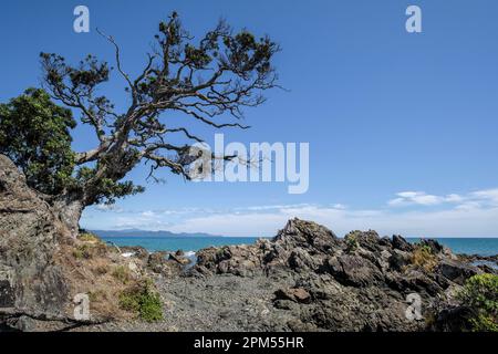 Kūaotunu, Coromandel-Halbinsel, Nordinsel, Neuseeland Stockfoto