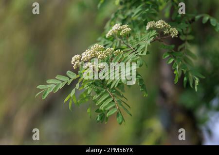 Weiße Blumen auf grünen Büschen an einem Sommertag im Park Stockfoto