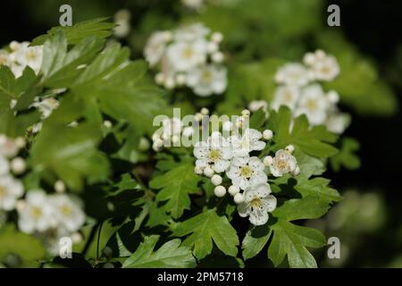 Weiße Blumen auf grünen Büschen an einem Sommertag im Park Stockfoto