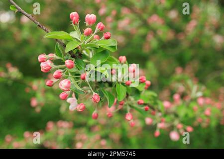 Zweige mit rosa roten Blüten und Knospen von Kirsche Stockfoto