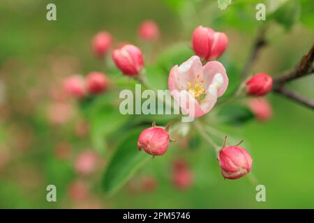 Zweige mit rosa roten Blüten und Knospen von Kirsche Stockfoto