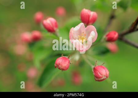 Zweige mit rosa roten Blüten und Knospen von Kirsche Stockfoto