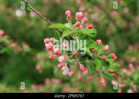 Zweige mit rosa roten Blüten und Knospen von Kirsche Stockfoto