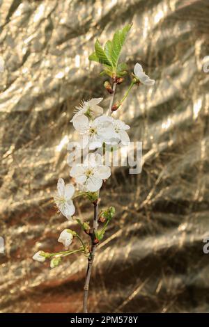 Zweige mit weißen Blüten und Knospen von Süßkirsche Stockfoto