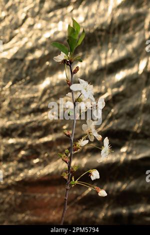 Zweige mit weißen Blüten und Knospen von Süßkirsche Stockfoto