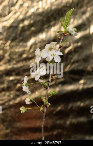 Zweige mit weißen Blüten und Knospen von Süßkirsche Stockfoto