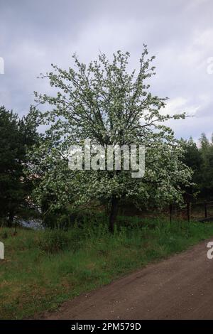 Zweige mit weißen Blüten und Knospen von Süßkirsche Stockfoto