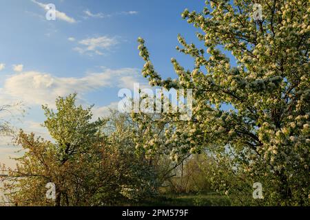 Zweige mit weißen Blüten und Knospen von Süßkirsche Stockfoto