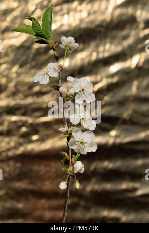 Zweige mit weißen Blüten und Knospen von Süßkirsche Stockfoto