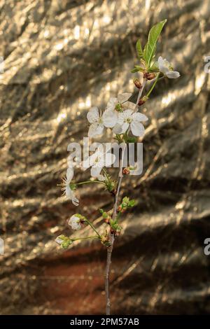 Zweige mit weißen Blüten und Knospen von Süßkirsche Stockfoto