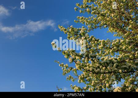 Zweige mit weißen Blüten und Knospen von Süßkirsche Stockfoto